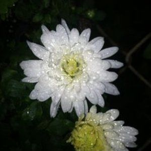 2 LIVE PLANTs HARDY MUMS FONTI WHITE 4" Growing Pot Ships NO POT…